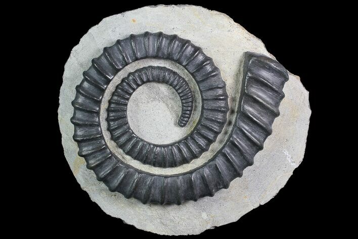 Devonian Ammonoid (Anetoceras) - Extra Large Specimen #92734